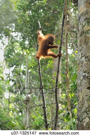 Orangutans. Semengoh Wildlife Centre, Sarawak, Malaysia. View Large Photo Image Stock Photo - Orangutans. Semengoh Wildlife Centre, Sarawak, Malaysia.. Fotosearch