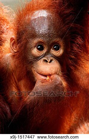 Orangutans. Semengoh Wildlife Centre, Sarawak, Malaysia. View Large Photo Image Stock Photo - Orangutans. Semengoh Wildlife Centre, Sarawak, Malaysia.. Fotosearch