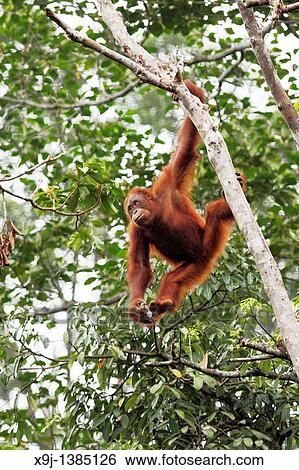 Orangutans. Semengoh Wildlife Centre, Sarawak, Malaysia View Large Photo Image Stock Photograph - Orangutans. Semengoh Wildlife Centre, Sarawak, Malaysia. Fotosearch