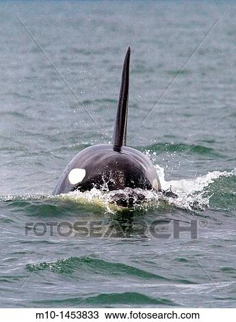 Orca heading towards us View Large Photo Image Stock Image - Orca heading towards us. Fotosearch