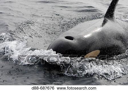 Orca. Killer whale (Orcinus orca) Family: Delphinidae. Order: Cetacea. Johnstone strait. British Columbia. Canada View Large Photo Image Stock Photograph - Orca. Killer whale (Orcinus orca) Family: Delphinidae. Order: Cetacea. Johnstone strait. British Columbia. Canada. Fotosearch