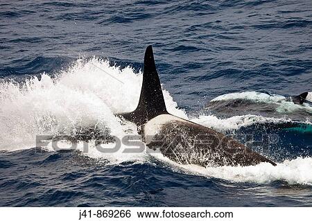 Stock Photograph - Orca male surfacing north of Macquarie Island, Southern Ocean. Fotosearch
