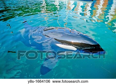 Orca, Miami, Florida View Large Photo Image Stock Photograph - Orca, Miami, Florida. Fotosearch