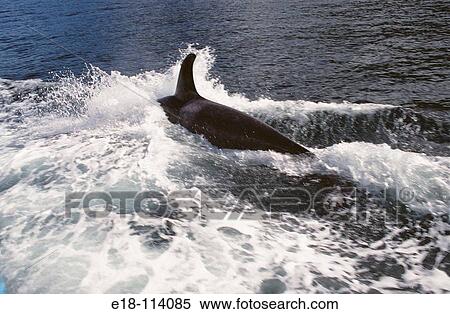 Orca (Orcinus orca) surfacing beside boat in Johnstone Strait, Vancouver Island. British Columbia, Canada View Large Photo Image Stock Photography - Orca (Orcinus orca) surfacing beside boat in Johnstone Strait, Vancouver Island. British Columbia, Canada. Fotosearch
