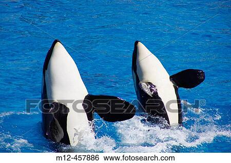 Orcas perform for the crowd View Large Photo Image Stock Photograph - Orcas perform for the crowd. Fotosearch