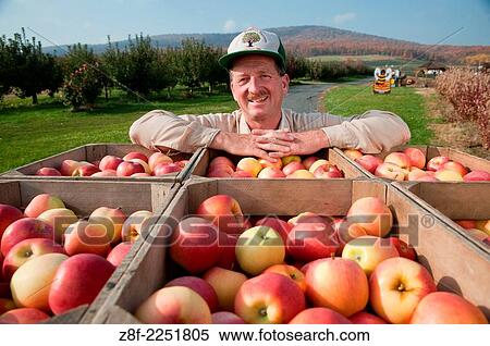 Orchard farmer with crates of apples. View Large Photo Image Stock Photography - Orchard farmer with crates of apples.. Fotosearch
