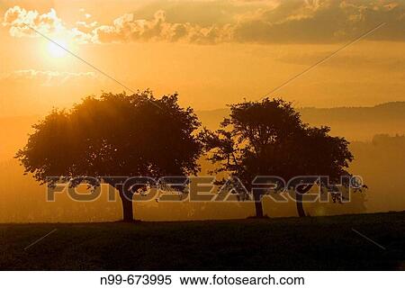 Orchard with cherry trees, sunrise and morning mist in autumn, Franconian Switzerland, Bavaria, Germany View Large Photo Image Stock Photography - Orchard with cherry trees, sunrise and morning mist in autumn, Franconian Switzerland, Bavaria, Germany. Fotosearch