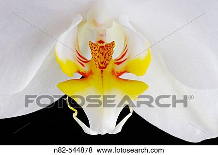 Orchid blossom close up - cultigen View Large Photo Image Stock Photo - Orchid blossom close up - cultigen. Fotosearch