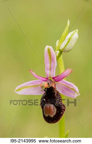 Orchid flower in Spring on a green grass background, Montseny, Spain. View Large Photo Image Stock Photography - Orchid flower in Spring on a green grass background, Montseny, Spain.. Fotosearch