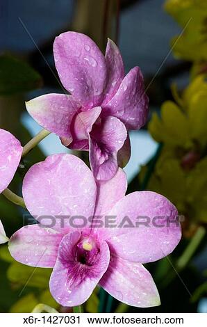 Orchid Garden Kuching Sarawak Malaysia View Large Photo Image Stock Image - Orchid Garden Kuching Sarawak Malaysia. Fotosearch