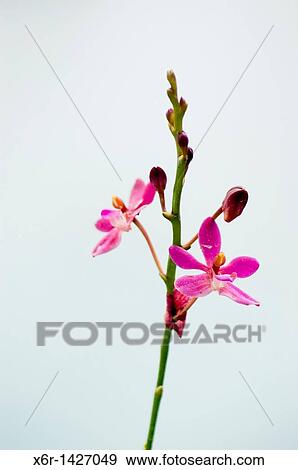 Stock Photo - Orchid Garden Kuching Sarawak Malaysia. Fotosearch