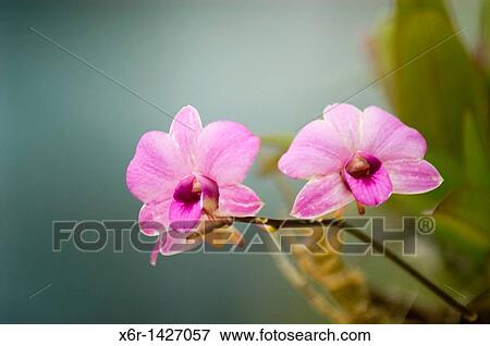 Orchid Garden Kuching Sarawak Malaysia View Large Photo Image Stock Photo - Orchid Garden Kuching Sarawak Malaysia. Fotosearch