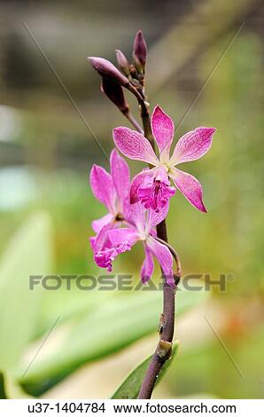 Picture - Orchid Garden, Kuching, Sarawak, Malaysia.. Fotosearch