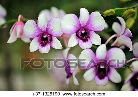 Stock Image - Orchid Garden, Kuching, Sarawak, Malaysia.. Fotosearch