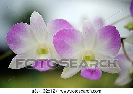 Stock Photo - Orchid Garden, Kuching, Sarawak, Malaysia.. Fotosearch