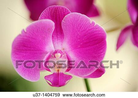 Stock Photo - Orchid Garden, Kuching, Sarawak, Malaysia.. Fotosearch