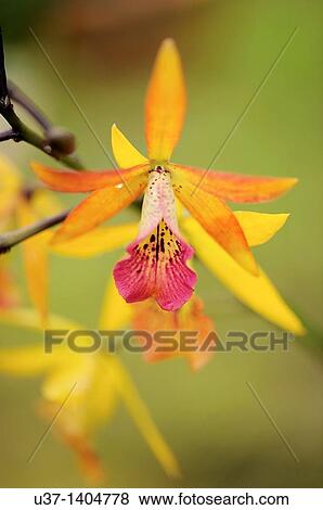 Orchid Garden, Kuching, Sarawak, Malaysia. View Large Photo Image Stock Photo - Orchid Garden, Kuching, Sarawak, Malaysia.. Fotosearch