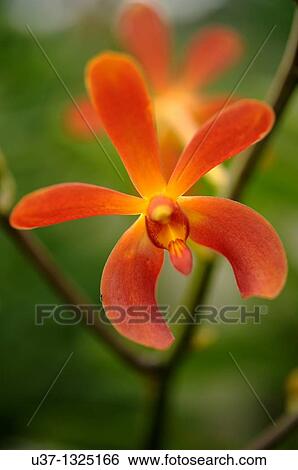 Stock Photograph - Orchid Garden, Kuching, Sarawak, Malaysia.. Fotosearch
