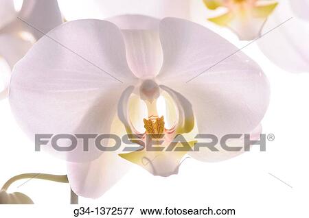 Orchid in Studio View Large Photo Image Stock Photo - Orchid in Studio. Fotosearch