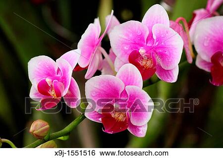 Orchid of the Phalaenopsis genus View Large Photo Image Stock Photograph - Orchid of the Phalaenopsis genus. Fotosearch