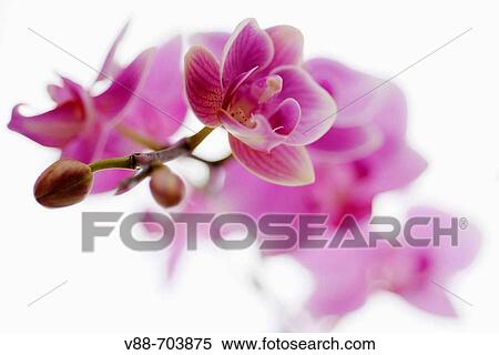 Orchid of the Phalaenopsis genus. View Large Photo Image Stock Photography - Orchid of the Phalaenopsis genus.. Fotosearch