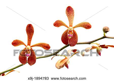 Orchid, Renantbera Storiei View Large Photo Image Stock Image - Orchid, Renantbera Storiei. Fotosearch