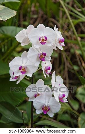 Picture - Orchid sp. Fotosearch