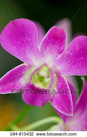 Orchid (Vanda sp. ) in the Kandy botanical gardens, Sri Lanka View Large Photo Image Stock Image - Orchid (Vanda sp. ) in the Kandy botanical gardens, Sri Lanka. Fotosearch