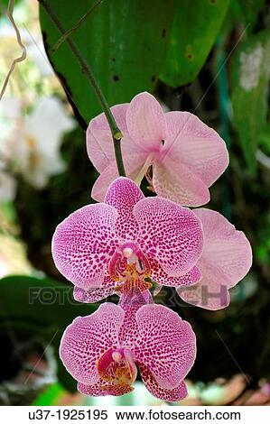 Stock Photography - Orchids. Image taken at Orchid Garden, Kuching, Sarawak, Malaysia.. Fotosearch