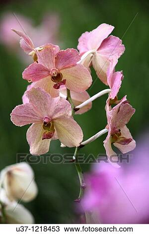 Stock Image - Orchids. Fotosearch