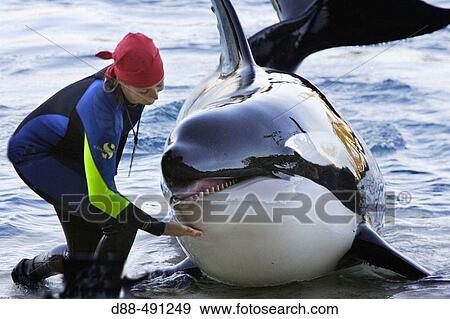 Orcinus orca? Killer Whale?. Marineland. Antibes. C? te d? Azur. French Riviera. France. View Large Photo Image Stock Photo - Orcinus orca? Killer Whale?. Marineland. Antibes. C? te d? Azur. French Riviera. France.. Fotosearch