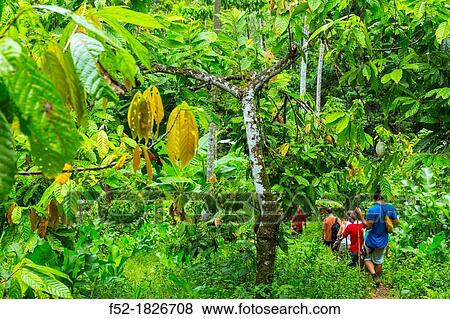Oreba organic cacao, Oeste Arriba River, Ngabe Ethnic Group, Bocas del Toro Province, Panama, Central America, America View Large Photo Image Stock Photo - Oreba organic cacao, Oeste Arriba River, Ngabe Ethnic Group, Bocas del Toro Province, Panama, Central America, America. Fotosearch