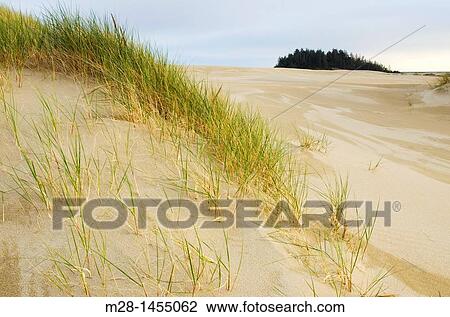Oregon Dunes National Recreation Area, Oregon USA View Large Photo Image Stock Image - Oregon Dunes National Recreation Area, Oregon USA. Fotosearch