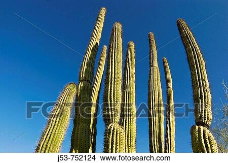 Organ Pipe Cactus National Monument, Arizona View Large Photo Image Picture - Organ Pipe Cactus National Monument, Arizona. Fotosearch