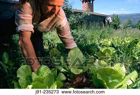 Organic Agriculture in Hervas. Caceres province. Extremadura. Spain View Large Photo Image Stock Image - Organic Agriculture in Hervas. Caceres province. Extremadura. Spain. Fotosearch