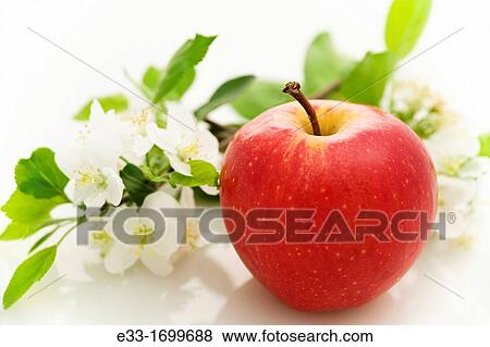 Organic apple with apple blossoms View Large Photo Image Stock Photo - Organic apple with apple blossoms. Fotosearch