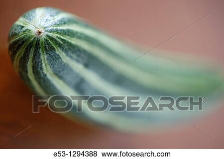 Organic Armenian cucumber from CSA Community Supported Agriculture, Tucson, AZ View Large Photo Image Stock Photo - Organic Armenian cucumber from CSA Community Supported Agriculture, Tucson, AZ. Fotosearch