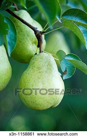 Organic farm View Large Photo Image Stock Image - Organic farm. Fotosearch