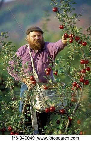 Organic farmer picking apples View Large Photo Image Stock Photo - Organic farmer picking apples. Fotosearch