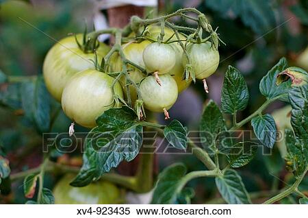 Organic garden in the village of Anso, Huesca in the Pyrenees Arag? n, Spain View Large Photo Image Stock Photography - Organic garden in the village of Anso, Huesca in the Pyrenees Arag? n, Spain. Fotosearch