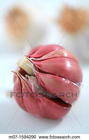 Organic garlic, organic farming, ajo ecol? gico View Large Photo Image Stock Image - Organic garlic, organic farming, ajo ecol? gico. Fotosearch