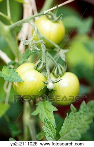 Organic green tomatoes growing in garden. View Large Photo Image Stock Photo - Organic green tomatoes growing in garden.. Fotosearch