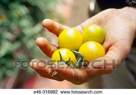 Organic Heirloom tomato View Large Photo Image Stock Image - Organic Heirloom tomato. Fotosearch
