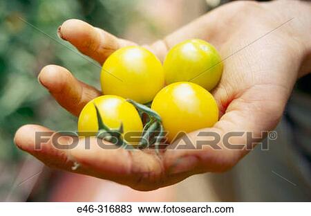 Organic Heirloom tomato View Large Photo Image Stock Image - Organic Heirloom tomato. Fotosearch