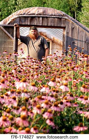 Organic herb farmer with Purple Coneflowers (Echinacea angustifolia) View Large Photo Image Stock Photo - Organic herb farmer with Purple Coneflowers (Echinacea angustifolia). Fotosearch