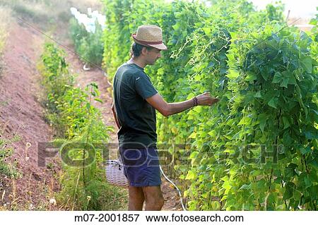Organic mediterranean farming, vegetable garden, Riojan red beens from Anguiano. La Rioja, Rioja wine regi? n, Spain. Europe. View Large Photo Image Stock Photo - Organic mediterranean farming, vegetable garden, Riojan red beens from Anguiano. La Rioja, Rioja wine regi? n, Spain. Europe.. Fotosearch