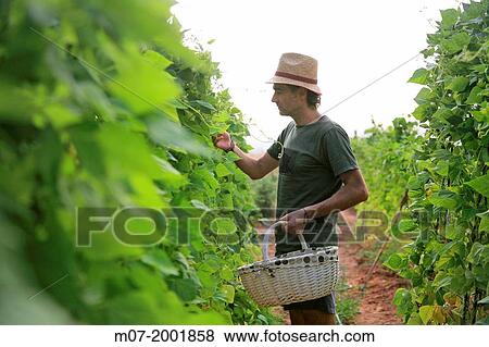 Organic mediterranean farming, vegetable garden, Riojan red beens from Anguiano. La Rioja, Rioja wine regi? n, Spain. Europe. View Large Photo Image Stock Photo - Organic mediterranean farming, vegetable garden, Riojan red beens from Anguiano. La Rioja, Rioja wine regi? n, Spain. Europe.. Fotosearch