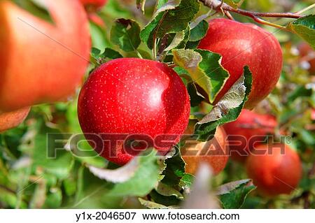 Organic red apples. View Large Photo Image Stock Photo - Organic red apples.. Fotosearch