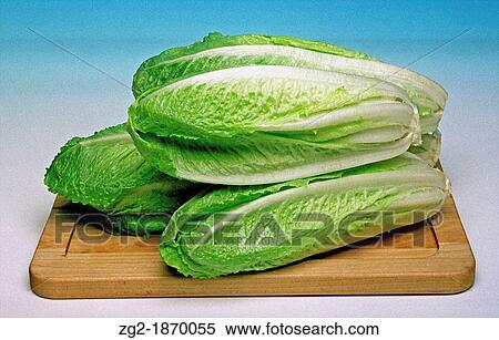 Organic salad vegetables - Healthy eating cos lettuce View Large Photo Image Stock Photography - Organic salad vegetables - Healthy eating cos lettuce. Fotosearch