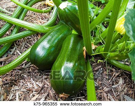 Organic zucchini on vine View Large Photo Image Stock Photography - Organic zucchini on vine. Fotosearch